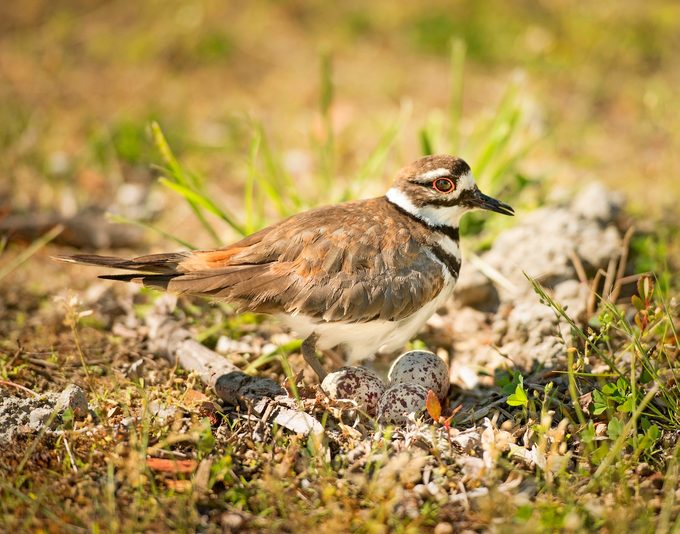 killdeer on nest