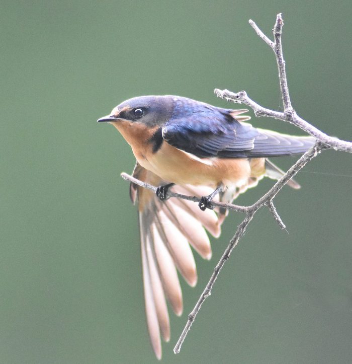 baby swallow