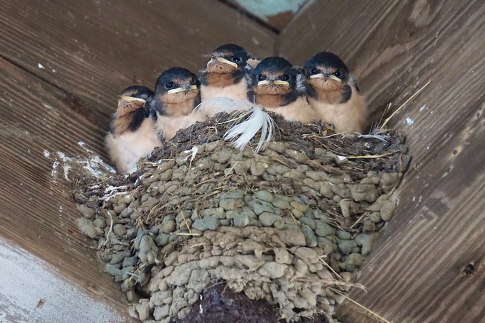 baby swallows