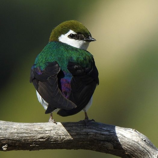 violet green swallow