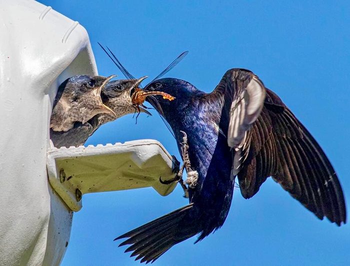 254084550 1 Tim Smith Bypc2020, baby swallow