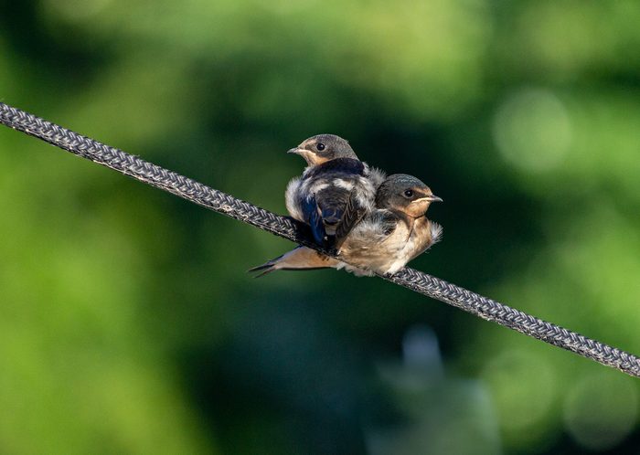 baby swallows