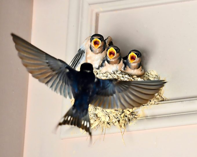 swallow meaning