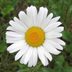 Shasta Daisy Plant Care and Growing Tips