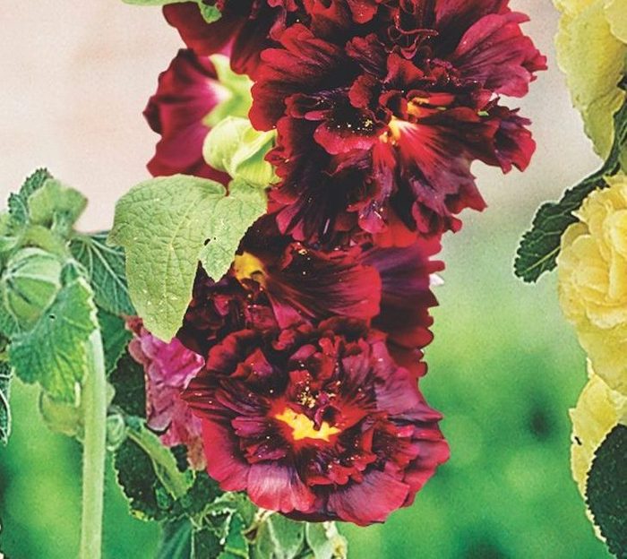 Alcea Dblepurple