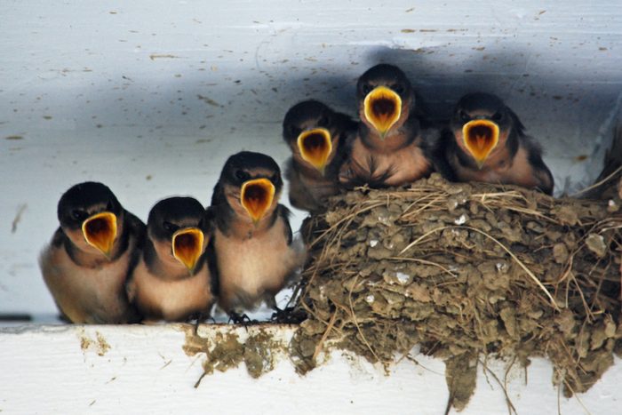 baby swallow birds