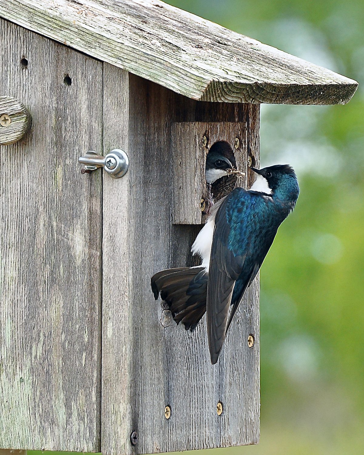 tree swallow house
