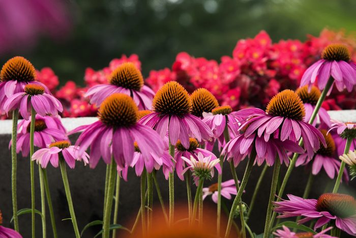 full sun perennials