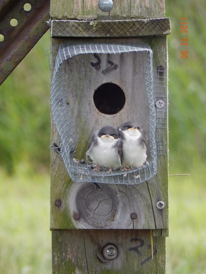 Bnbbyc17 Margaret Cisney 1, baby swallow