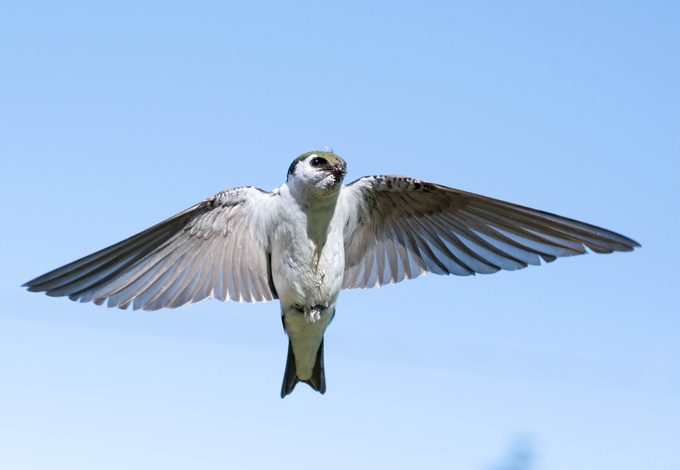 violet green swallow
