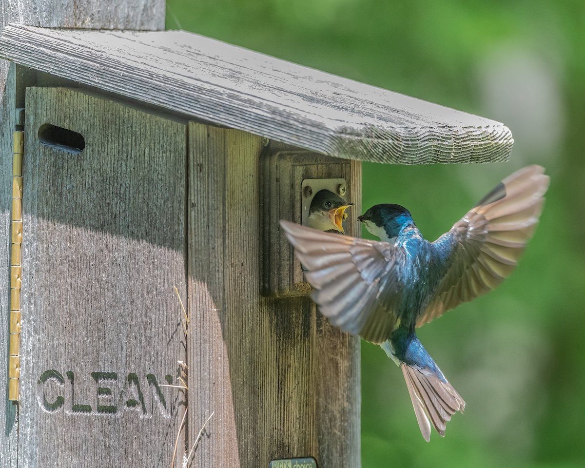 tree swallow bird house