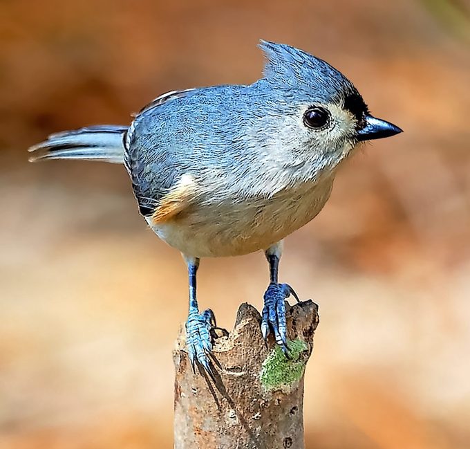 tufted titmouse