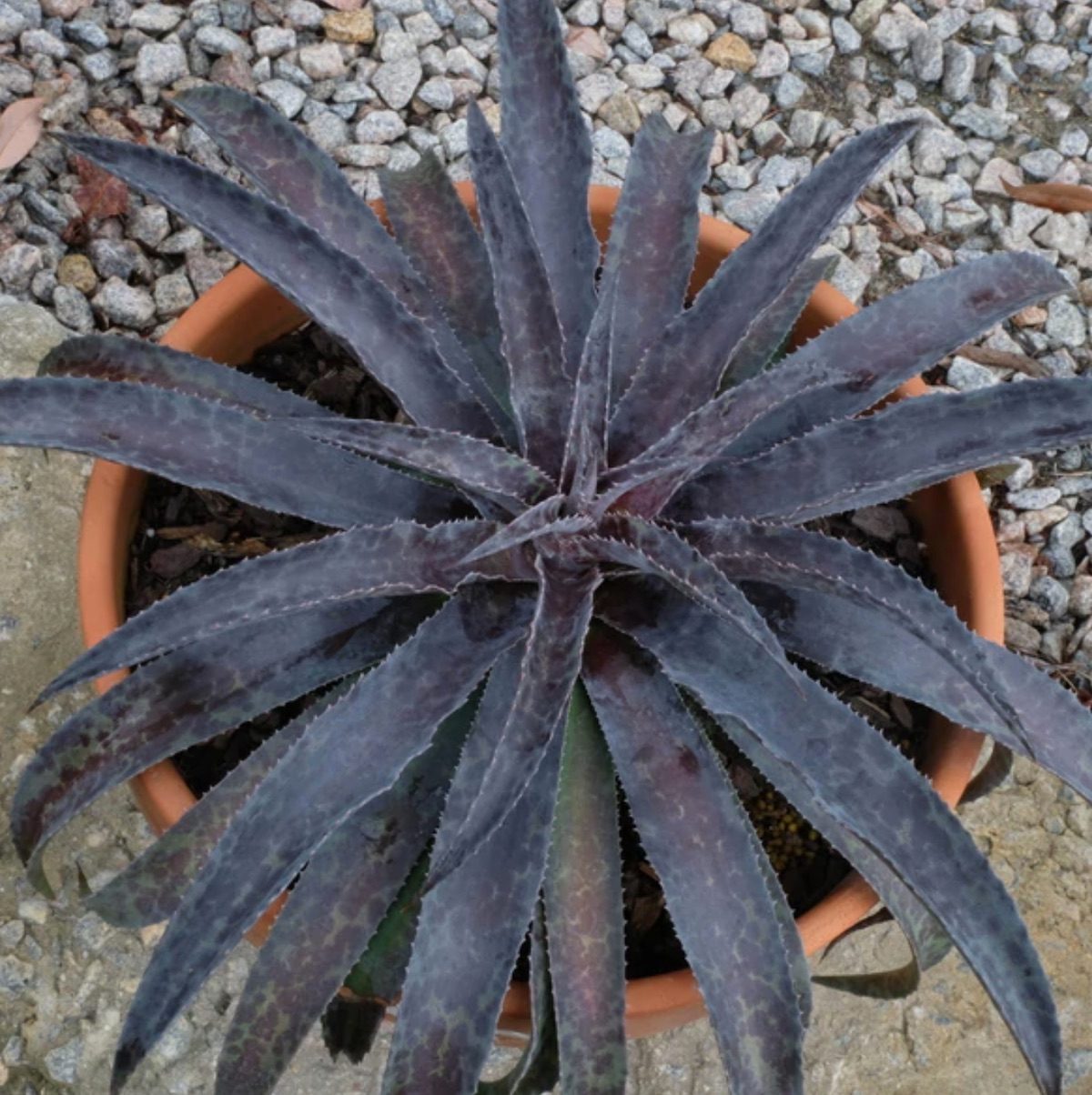 Black Magic Mangave, black plants