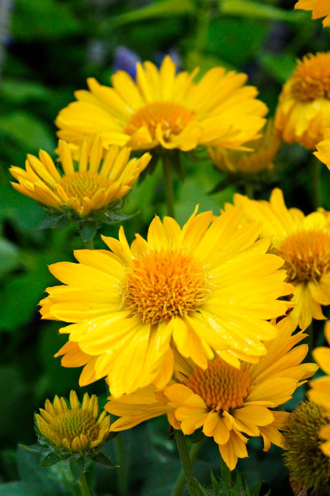 Blanketflowerpr (1)