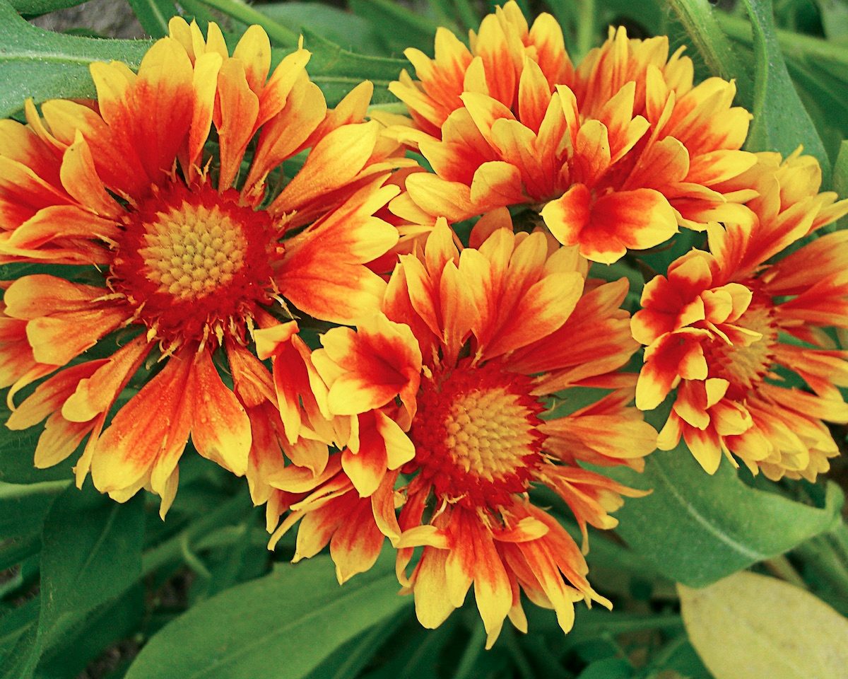 Blanketflowerpw