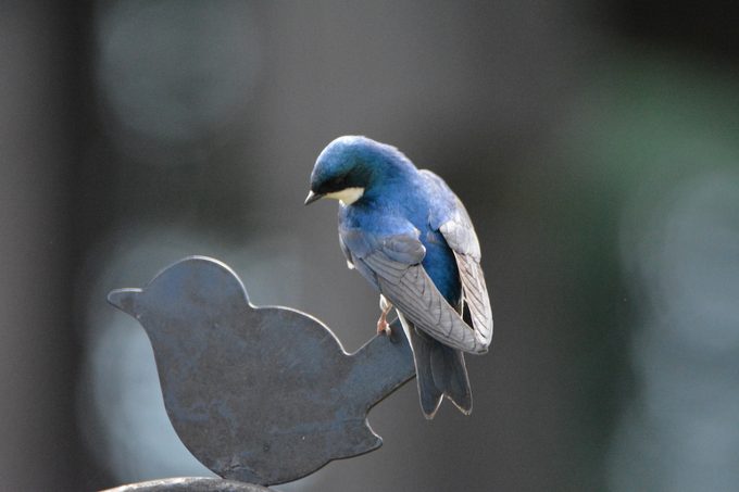 swallow bird meaning