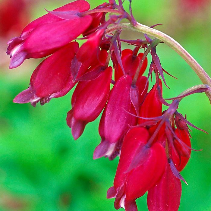 Dicentraformosabacchanal, burgundy flowers