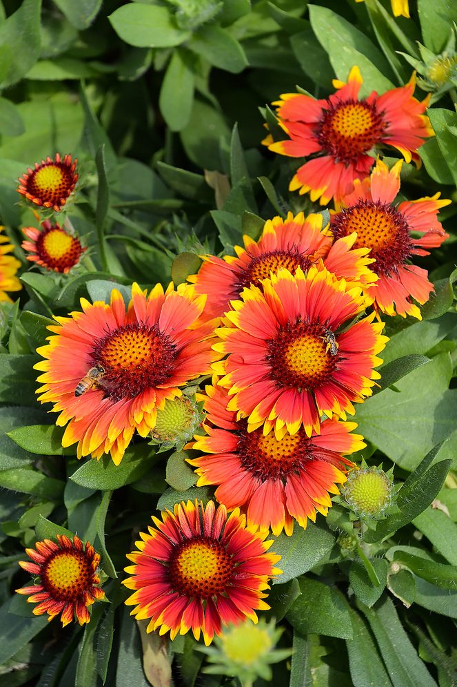 Gaillardia Arizona Sun