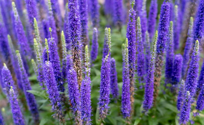 Veronica speedwell flowers
