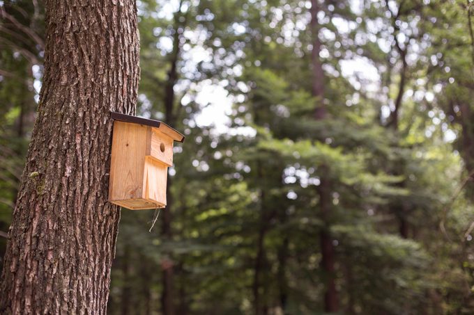 Wooden birdhouse