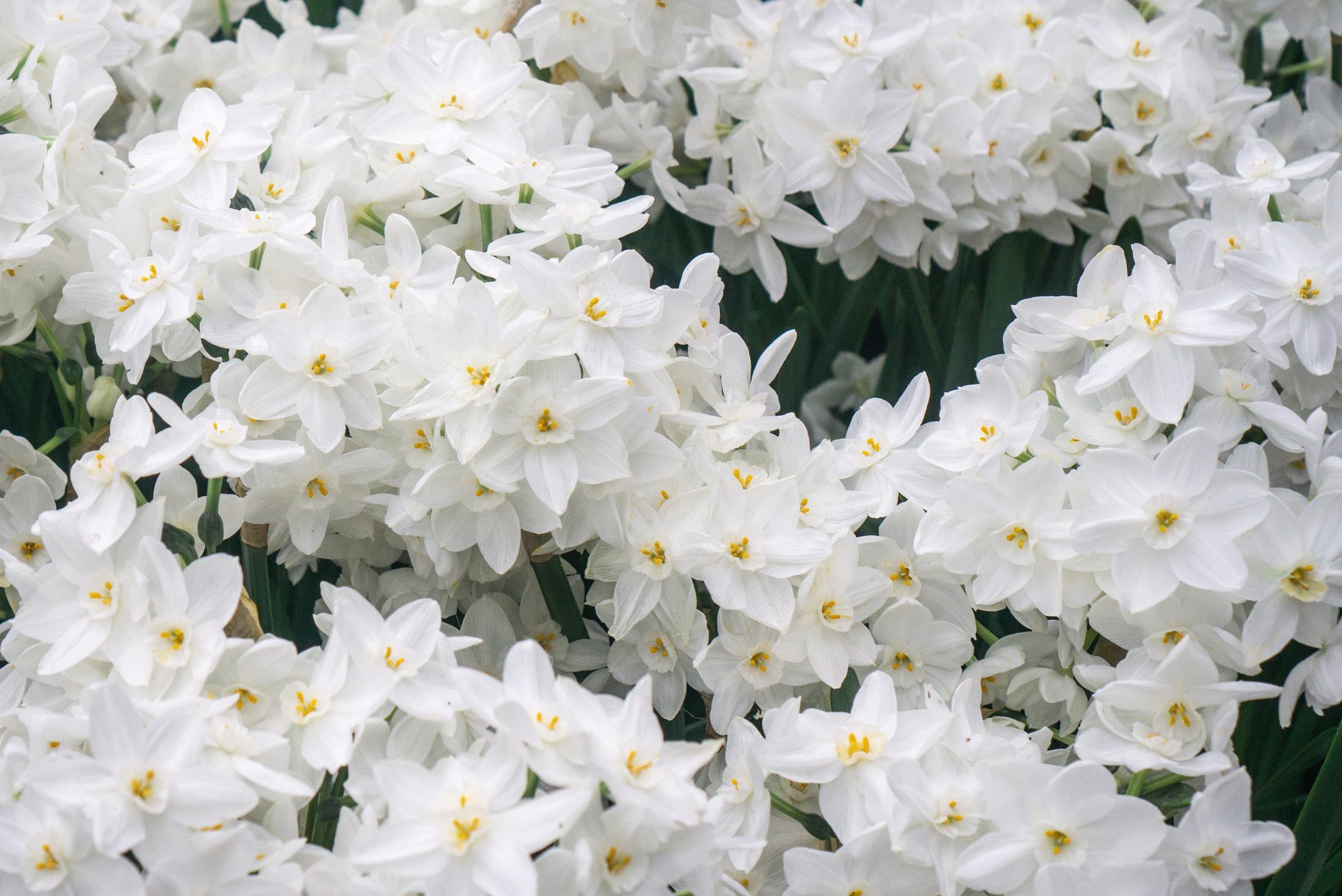 Close-up of paperwhite narcissus blooming at Christmas time for nursery display.