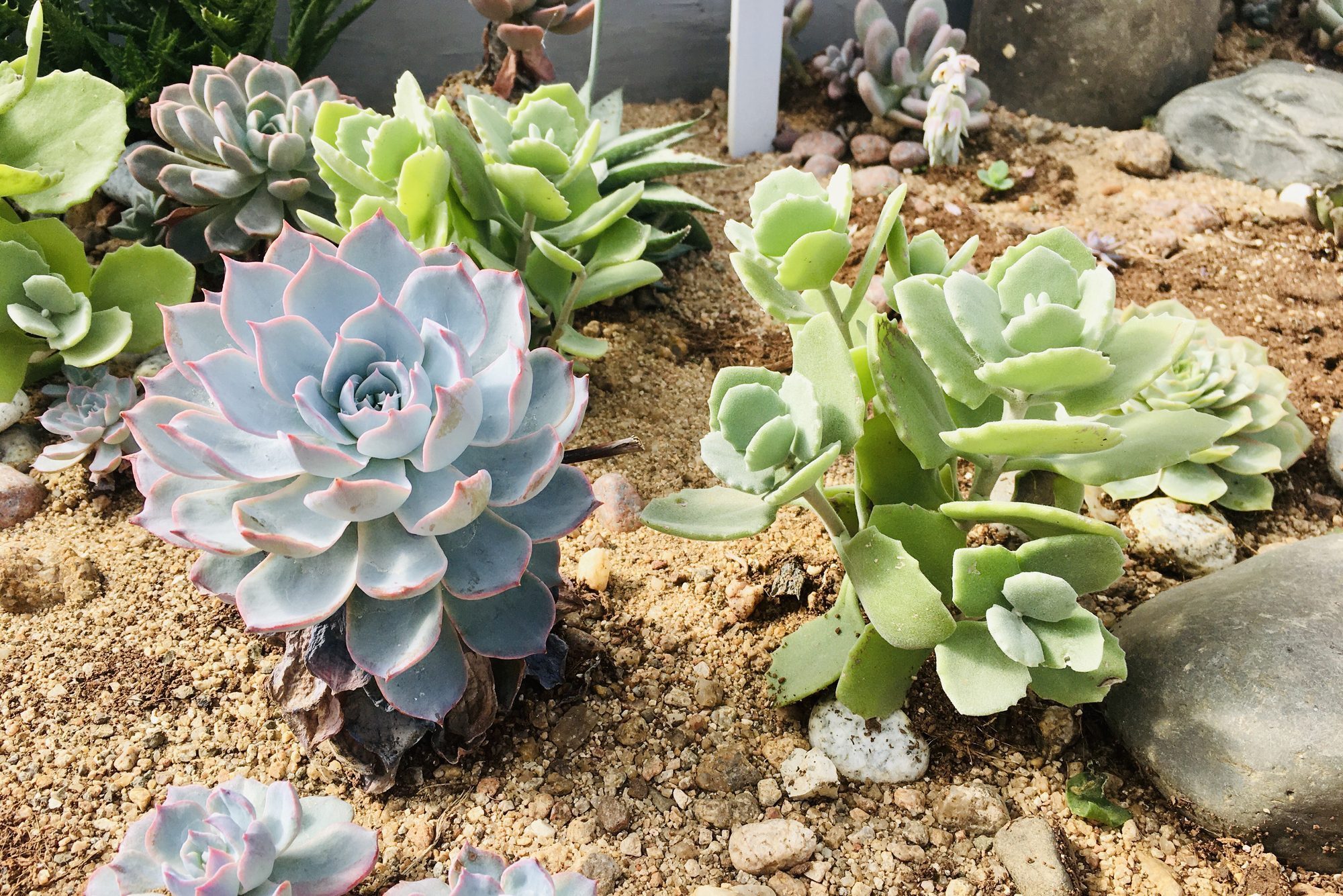 Succulent Plant