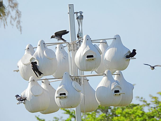 Purple Martin (Progne subis) birdhouse (gourds)