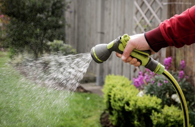 Watering replanted flowers