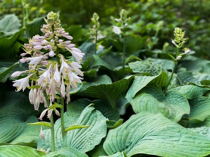 oversized hosta plants & blooms in the home garden