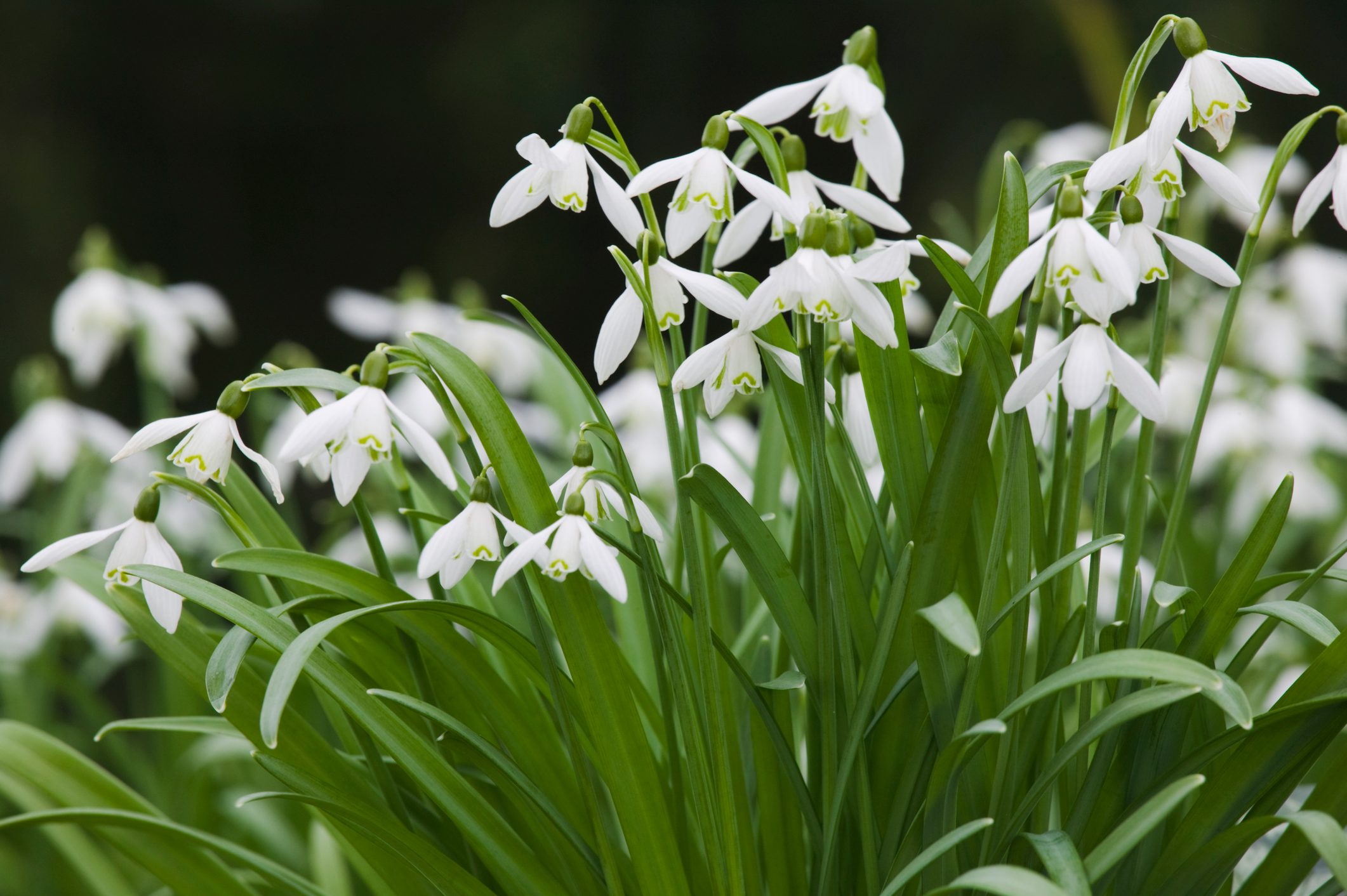 Snowdrops, Galanthus nivalis, in flower