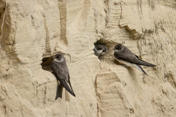 Bank Swallow at cavity in river bank