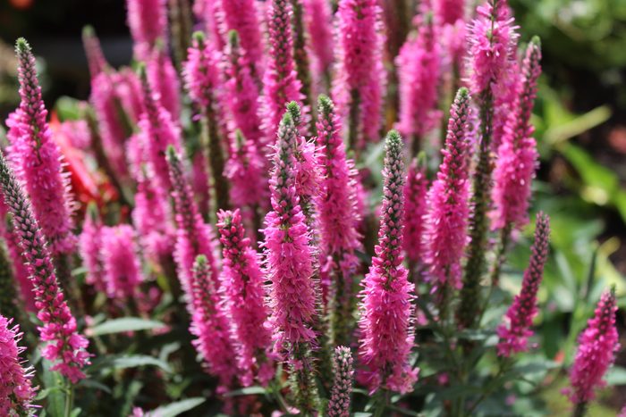 full sun perennials, blossoming veronica in the garden