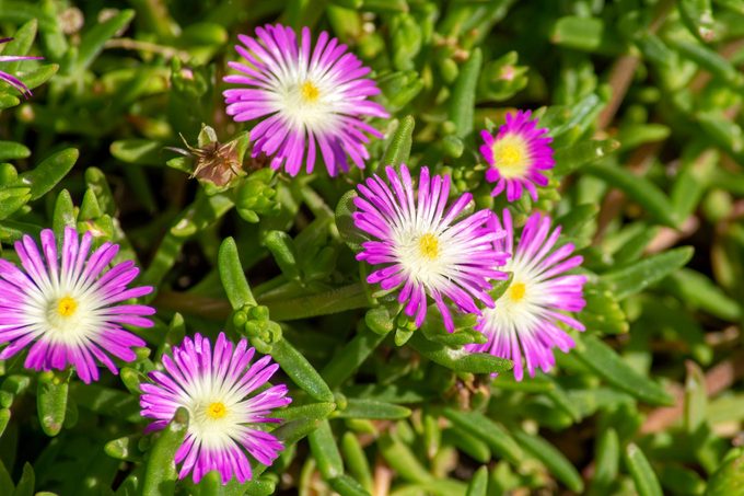 Purple And White Flowers Of An Ice Plant Delosperma Nubigenum Culivar