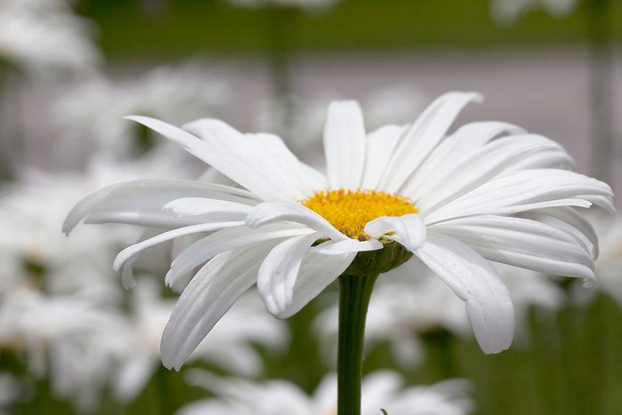 Shasta Daisy - Becky