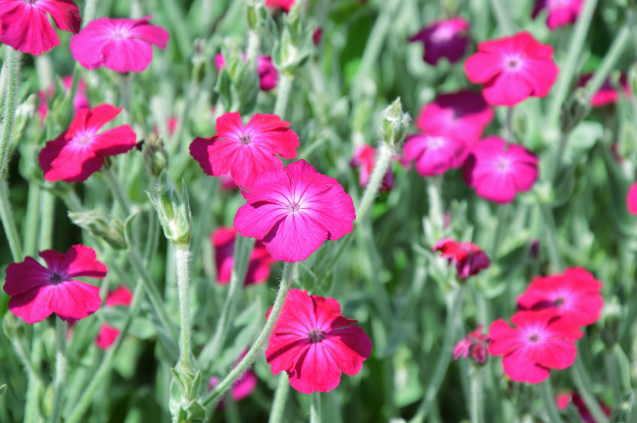 Myriad of Rose campion flowers