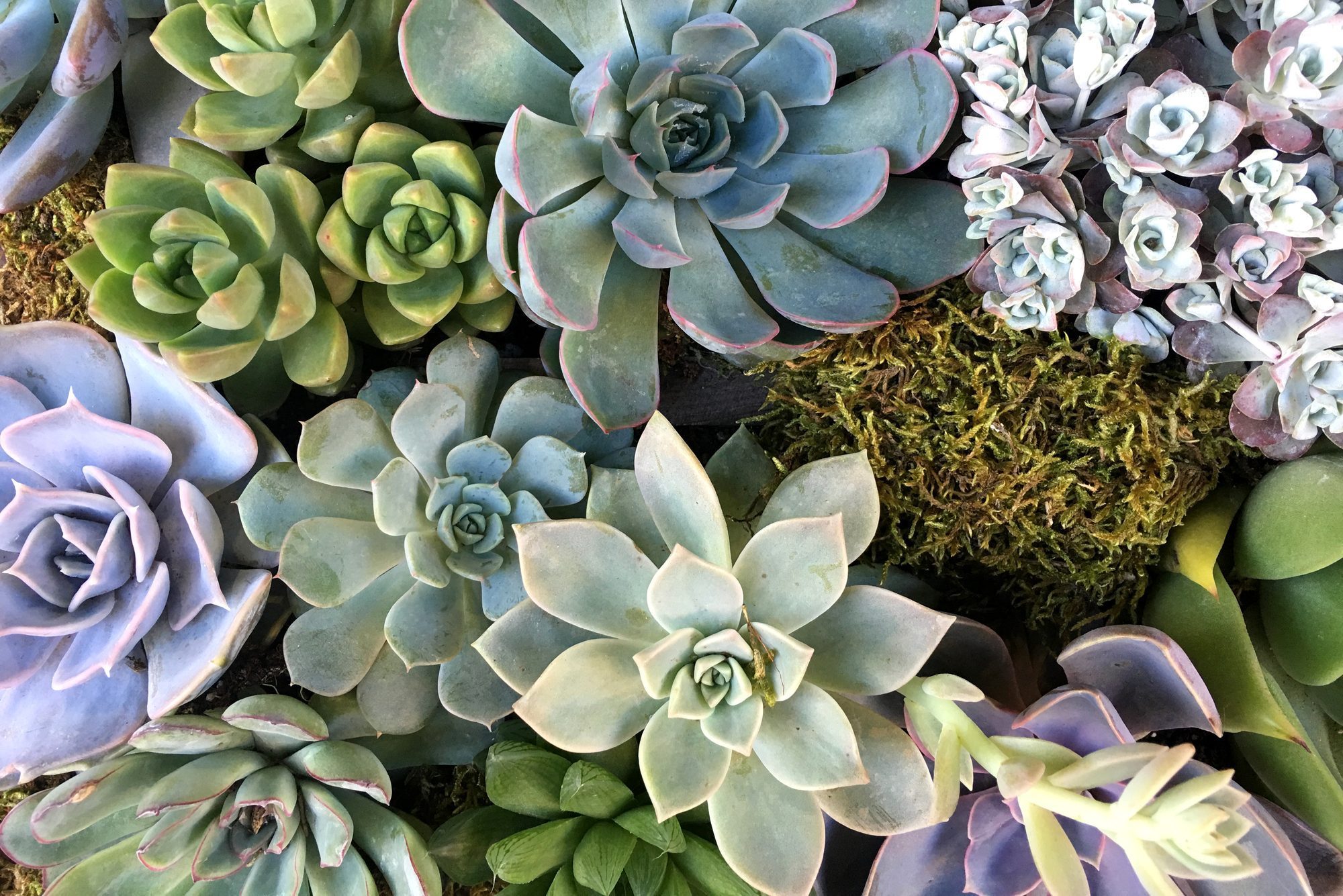 Succulent Plant Echeveria