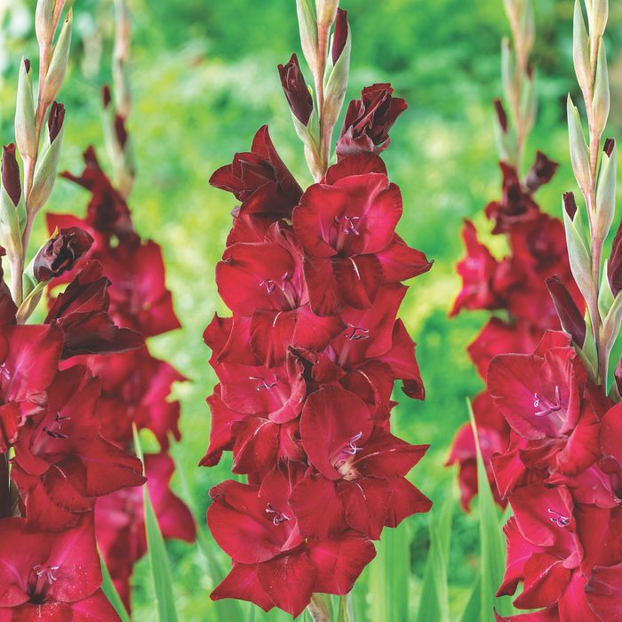 Gladiolus Espresso, burgundy flowers
