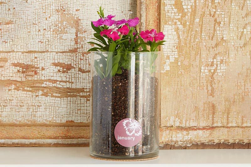 January Carnation Birth Month Flower Grow Kit
