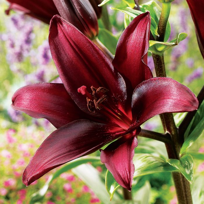 Lilium Landini