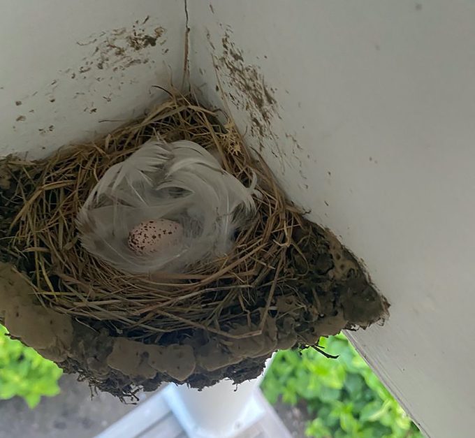 barn swallow nest