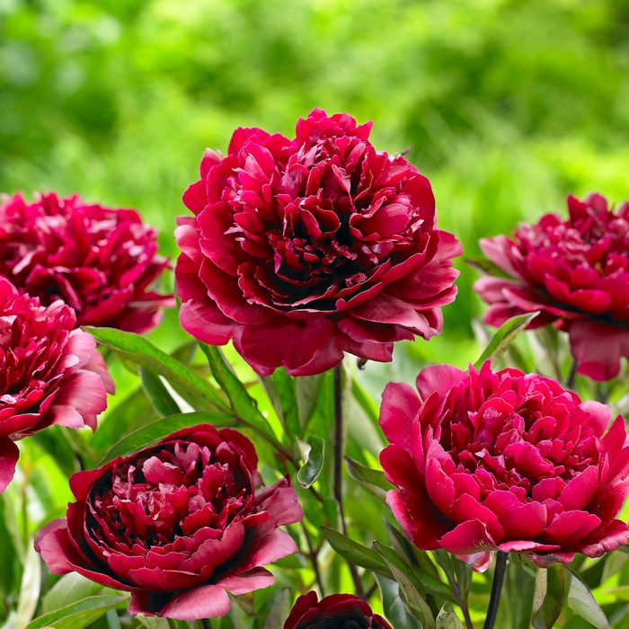 Paeoniablackbeauty, burgundy flowers