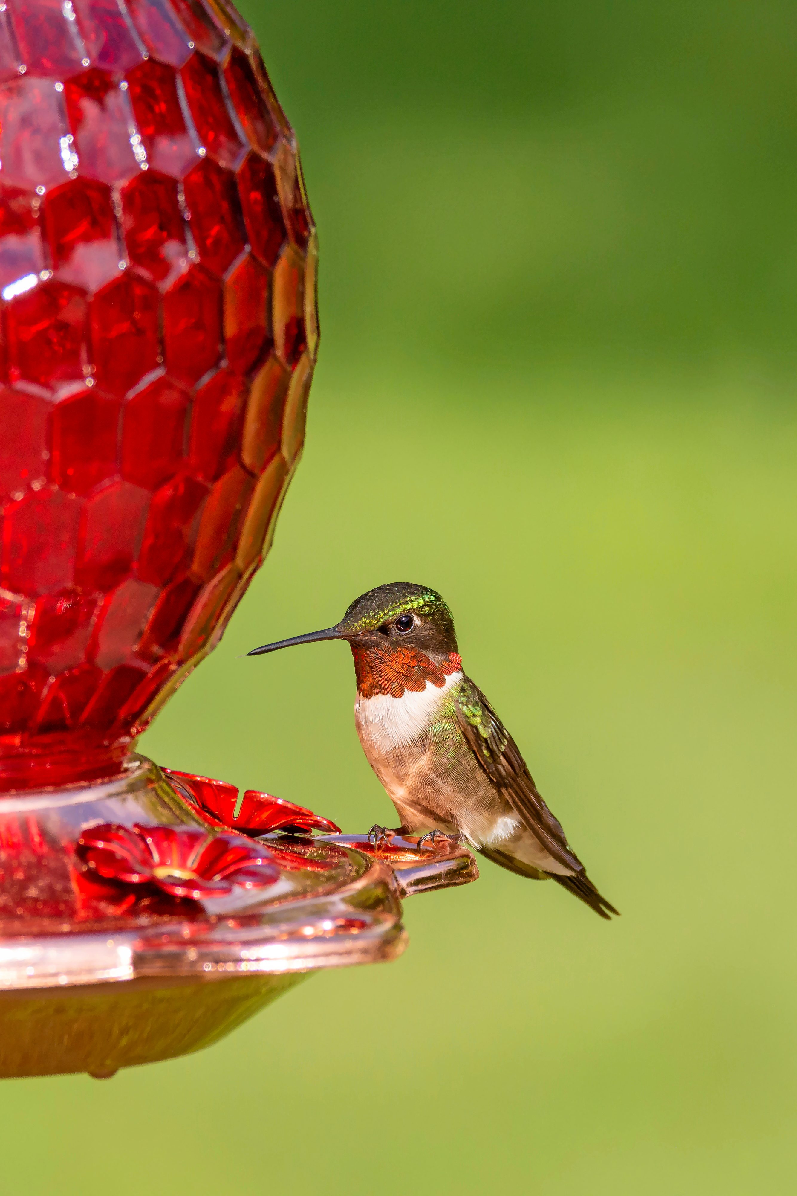 A male ruby-throated hummingbird sits at a sugar-water feeder waiting to take a sip.