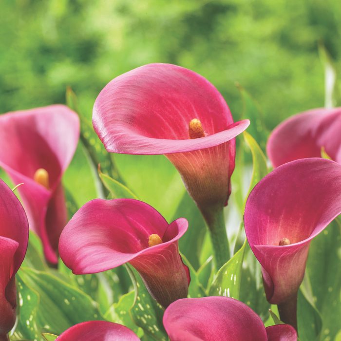 Rubysensationcallalily, burgundy flowers