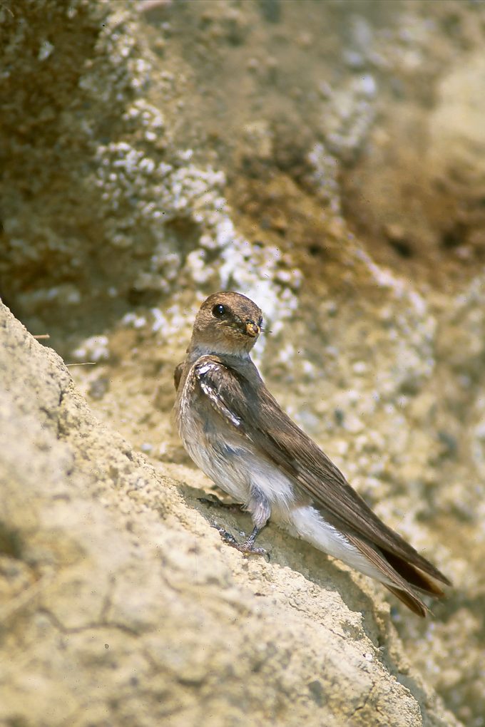 Swallow Rw003fjbergquist