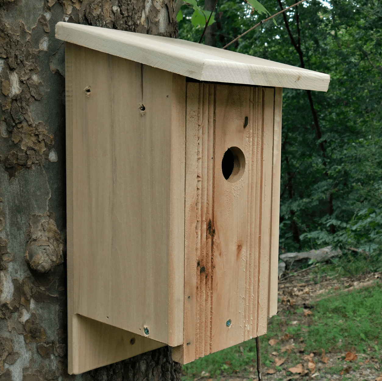 tree swallow house