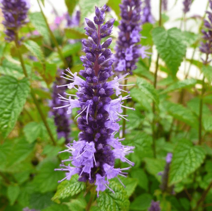 Screen Shot 2022 06 21 At 1.07.29 Pm, flowering perennials
