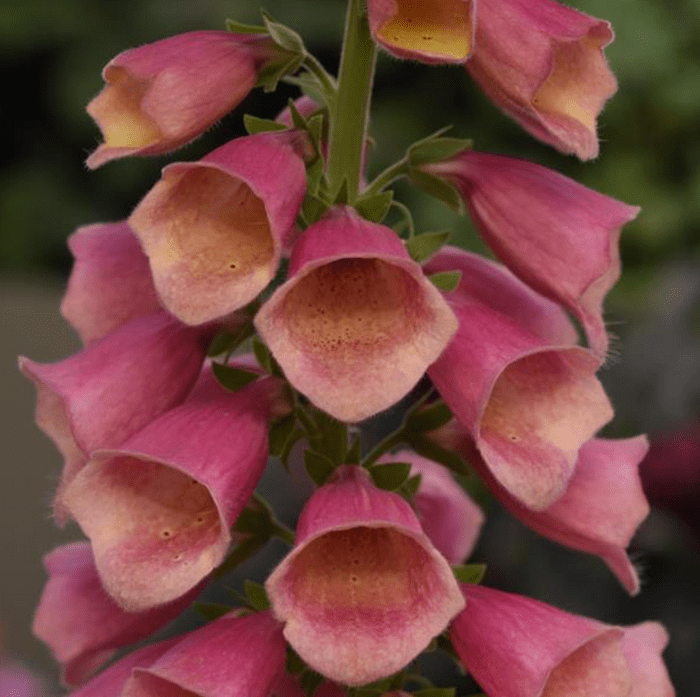 Screen Shot 2022 06 21 At 1.51.56 Pm, flowering perennials