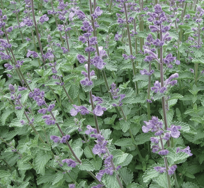 nepeta catmint