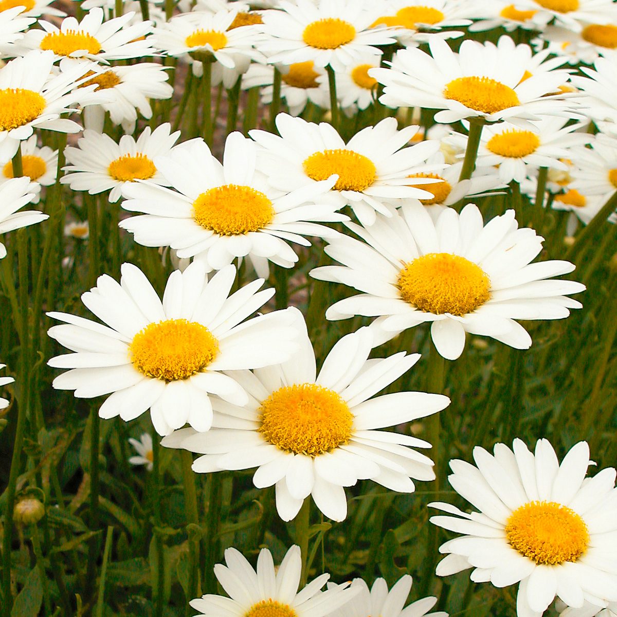 Shasta daisy