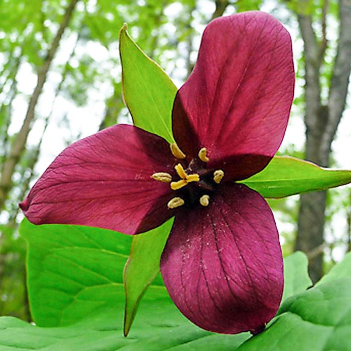 Trilliumred